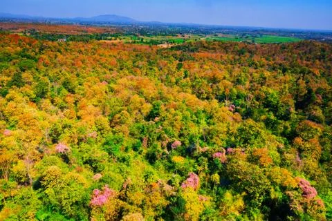 Aerial view of the forest Stock Photos