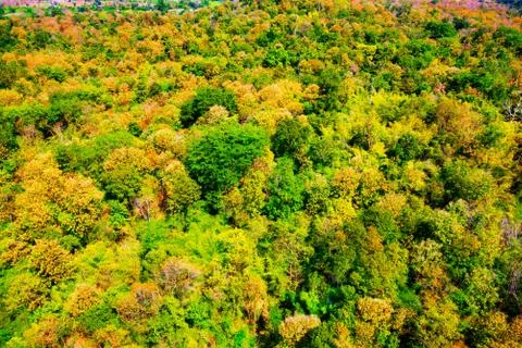 Aerial view of the forest Stock Photos