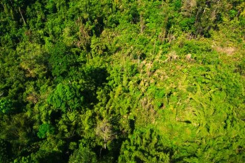 Aerial view of the forest Stock Photos