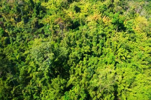 Aerial view of the forest Stock Photos