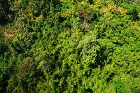 Aerial view of the forest Stock Photos