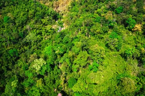 Aerial view of the forest Stock Photos