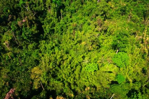 Aerial view of the forest Stock Photos