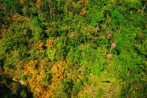Aerial view of the forest Stock Photos