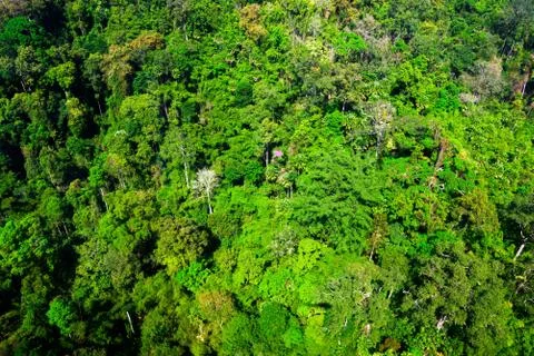 Aerial view of the forest Stock Photos