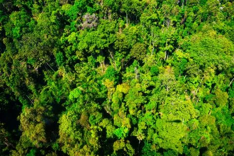 Aerial view of the forest Stock Photos