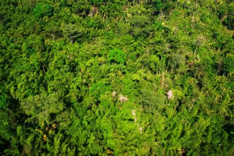 Aerial view of the forest Stock Photos