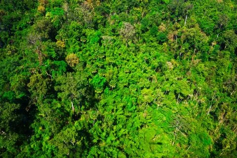 Aerial view of the forest Stock Photos