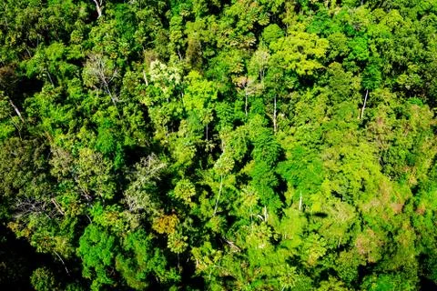 Aerial view of the forest Stock Photos