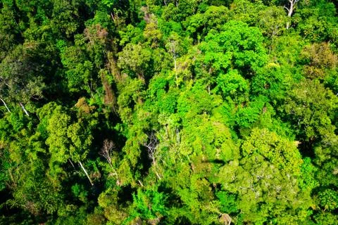 Aerial view of the forest Stock Photos
