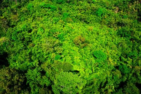 Aerial view of the forest Stock Photos