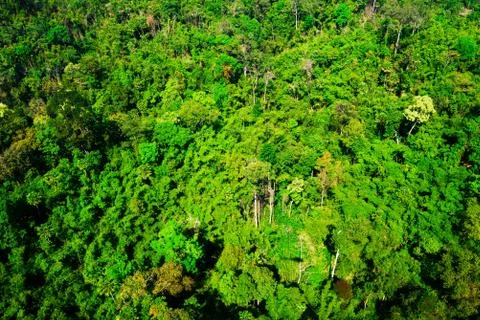 Aerial view of the forest Stock Photos