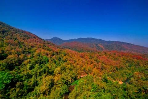 Aerial view of the forest Stock Photos