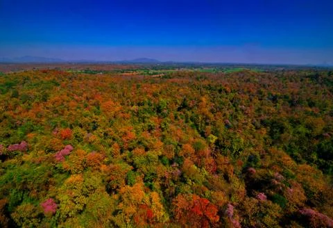 Aerial view of the forest Stock Photos