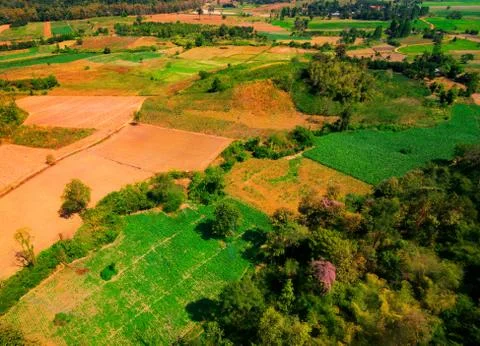 Aerial view of the forest Stock Photos