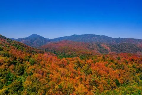 Aerial view of the forest Stock Photos