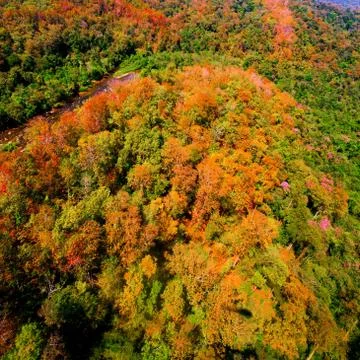 Aerial view of the forest Stock Photos
