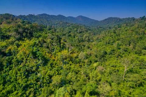 Aerial view of the forest Stock Photos