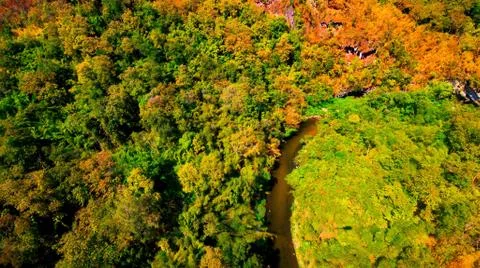 Aerial view of the forest Stock Photos