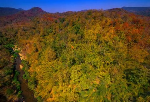Aerial view of the forest Stock Photos