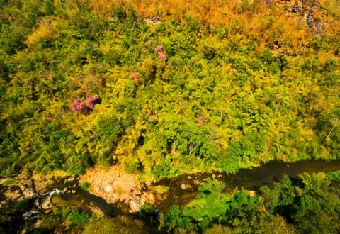 Aerial view of the forest Stock Photos