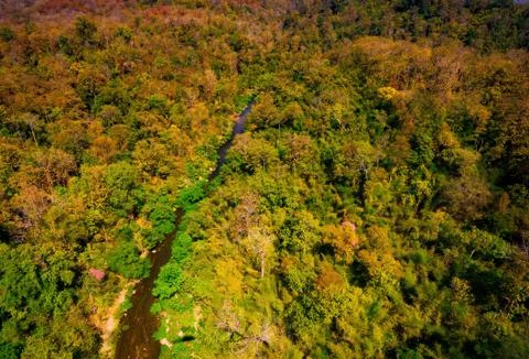 Aerial view of the forest Stock Photos
