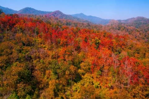 Aerial view of the forest Stock Photos