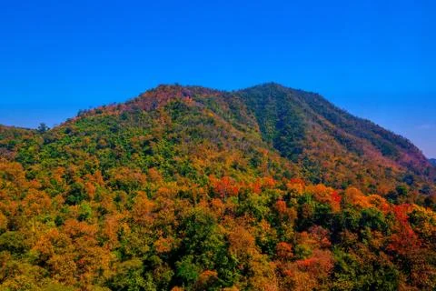 Aerial view of the forest Stock Photos