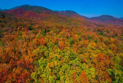 Aerial view of the forest Stock Photos
