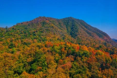 Aerial view of the forest Stock Photos