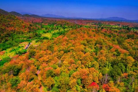 Aerial view of the forest Stock Photos