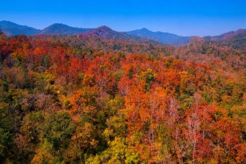 Aerial view of the forest Stock Photos