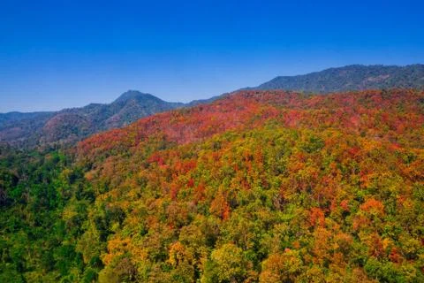 Aerial view of the forest Stock Photos