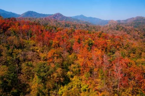 Aerial view of the forest Stock Photos
