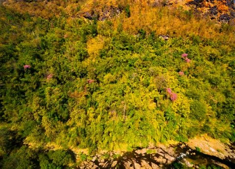 Aerial view of the forest Stock Photos