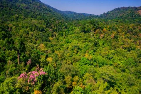 Aerial view of the forest Stock Photos