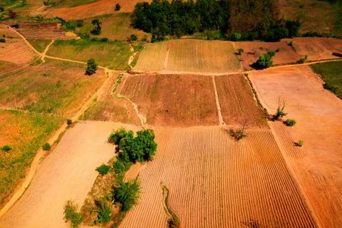Aerial view of the forest Stock Photos
