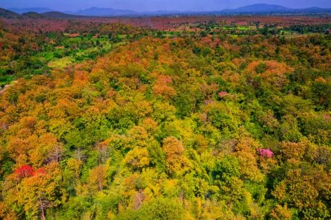 Aerial view of the forest Stock Photos