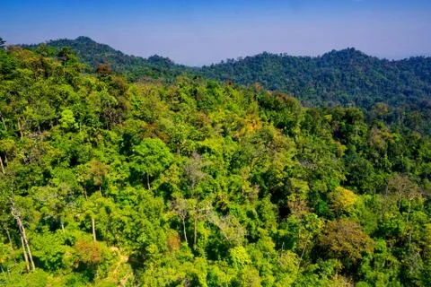 Aerial view of the forest Stock Photos