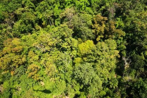 Aerial view of the forest Stock Photos