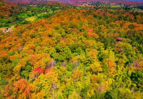 Aerial view of the forest Stock Photos