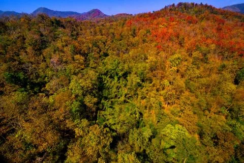 Aerial view of the forest Stock Photos