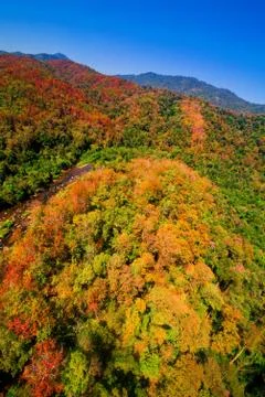 Aerial view of the forest Stock Photos