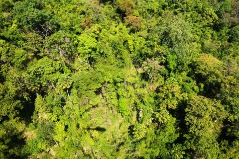 Aerial view of the forest Stock Photos
