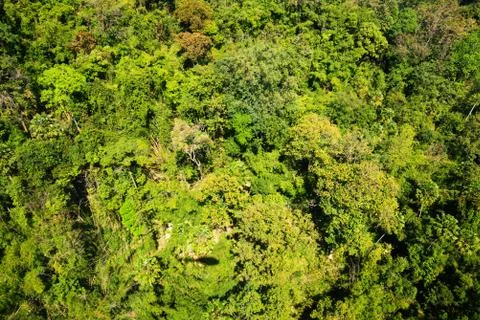 Aerial view of the forest Stock Photos