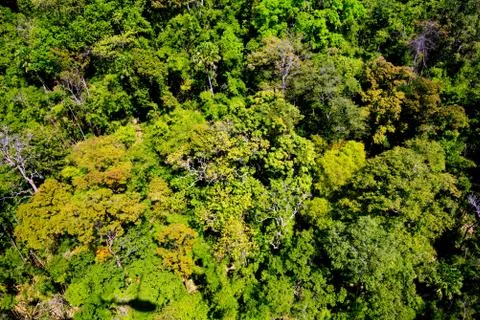 Aerial view of the forest Stock Photos