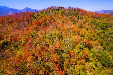 Aerial view of the forest Stock Photos