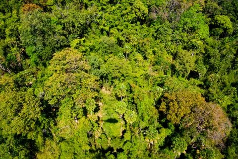 Aerial view of the forest Stock Photos