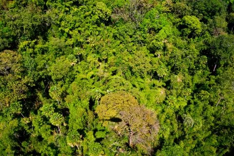 Aerial view of the forest Stock Photos
