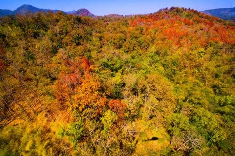 Aerial view of the forest Stock Photos